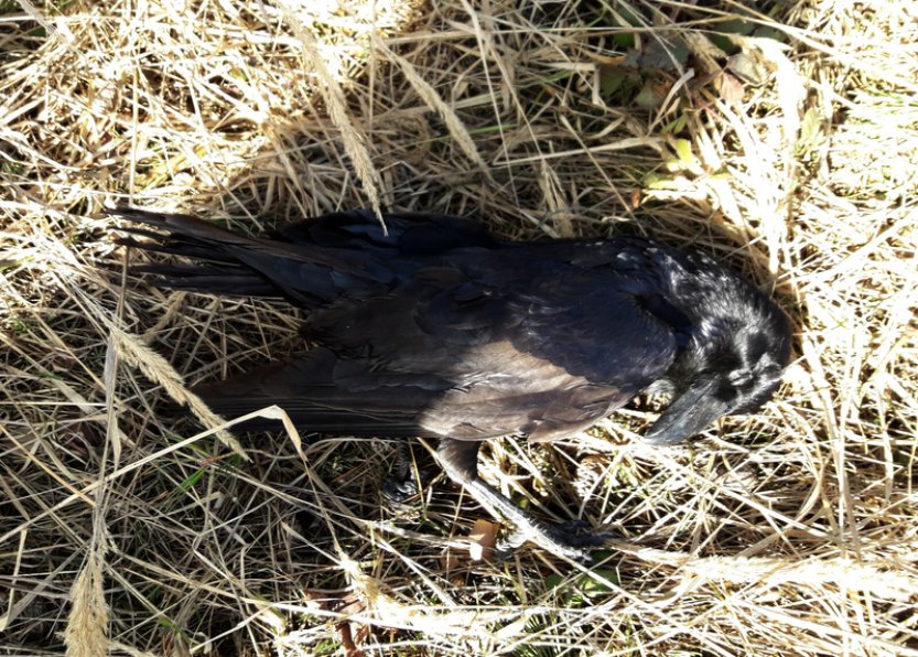 V Česku letos přibylo otrav ptáků a savců ve volné přírodě