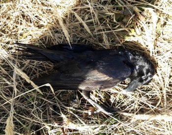 V Česku letos přibylo otrav ptáků a savců ve volné přírodě