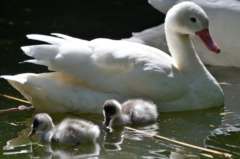Zoo Děčín se těší z mláděte labutě rodu koskoroba, chová ji jako jediná v ČR