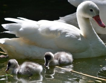 Zoo Děčín se těší z mláděte labutě rodu koskoroba, chová ji jako jediná v ČR