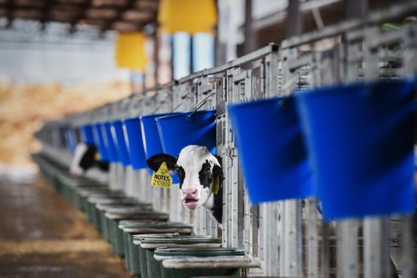 Veterináři ukončují preventivní testování mléka a zvěře kvůli slintavce