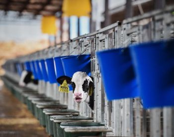 Veterináři ukončují preventivní testování mléka a zvěře kvůli slintavce