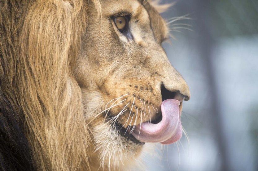 Zoopark ve Zvoli, kde policie zastřelila lva, funguje bez povolení