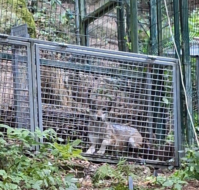 Zoologové NP Šumava odchytili vlčici pohybující se u výběhu v Srní