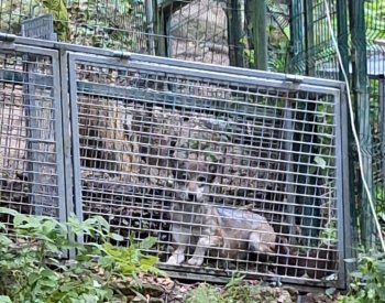 Zoologové NP Šumava odchytili vlčici pohybující se u výběhu v Srní
