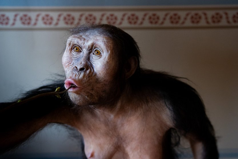 Fosilie 3,2 milionu let starých předků člověka Lucy a Selam jsou v Praze