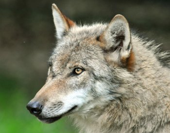 Snaha o odchyt vlků v Srní pokračuje, centrum zůstane zavřené do konce týdne