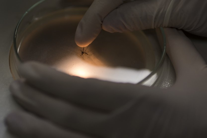 V Česku se usadil invazní komár japonský, akutní riziko zatím nepředstavuje
