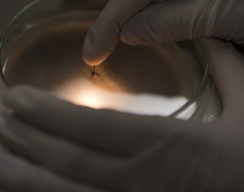 V Česku se usadil invazní komár japonský, akutní riziko zatím nepředstavuje