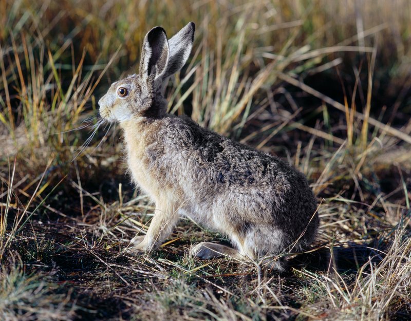 U uhynulých zajíců na Znojemsku se potvrdila myxomatóza