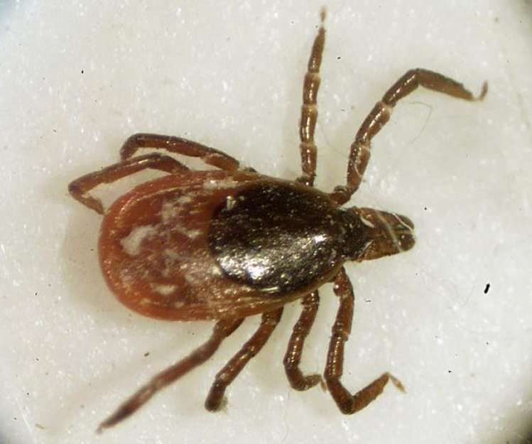 Nemocí od klíšťat je nejvíc za 10 let, očekává se další nárůst na podzim