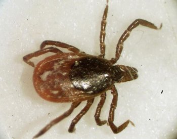 Nemocí od klíšťat je nejvíc za 10 let, očekává se další nárůst na podzim