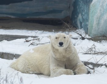 Brněnská medvědice Kometa je v Rusku za hvězdu