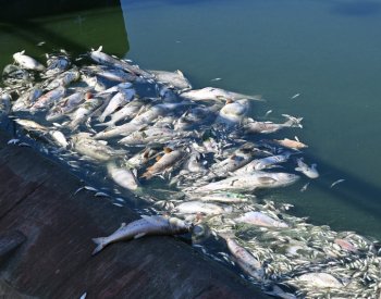 Jáchymovský potok na Karlovarsku znečistila neznámá látka, uhynuly desítky ryb