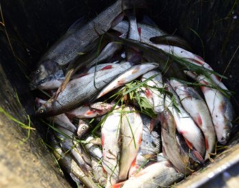 Rybáři:Bečva po pěti letech od katastrofy stále není v takové kondici jako dříve