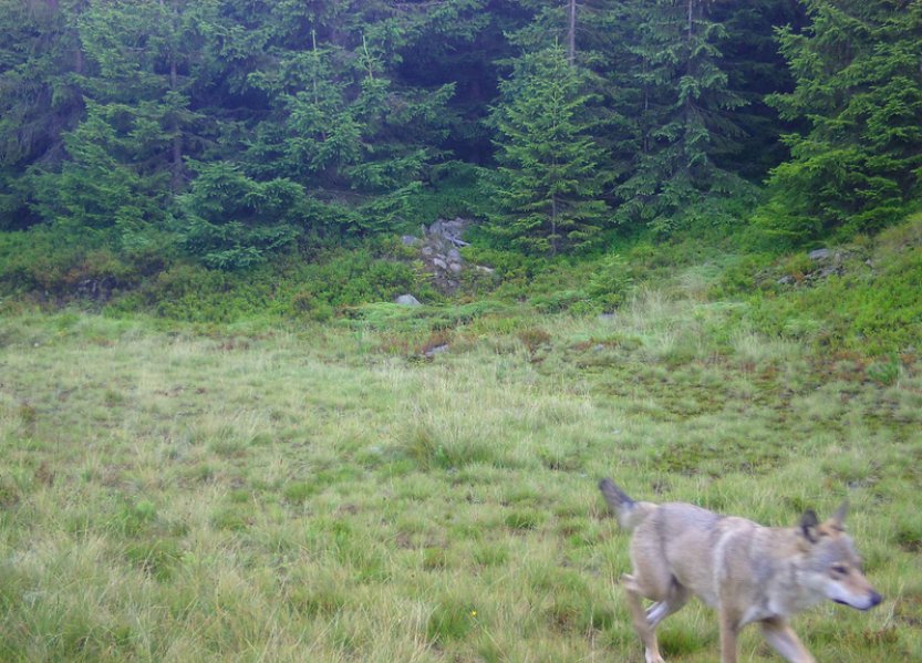 V Krkonošském národním parku žije ve dvou až třech smečkách do deseti vlků