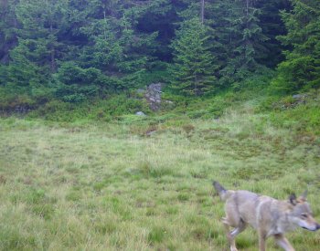 V Krkonošském národním parku žije ve dvou až třech smečkách do deseti vlků