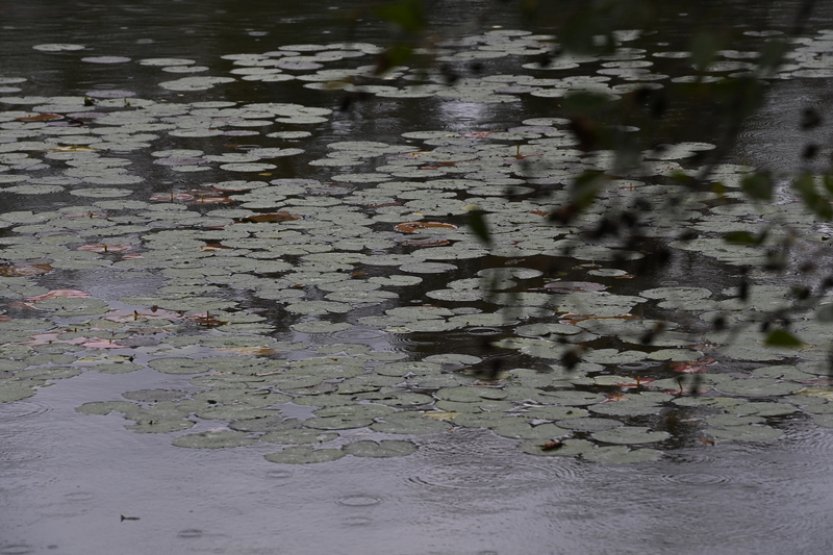 V Česku spadlo v září o polovinu více srážek než obvykle