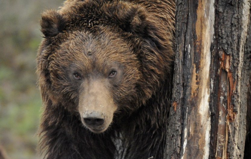 Výskyt medvědů v ČR prověřují policisté, ochránci přírody i ČIŽP