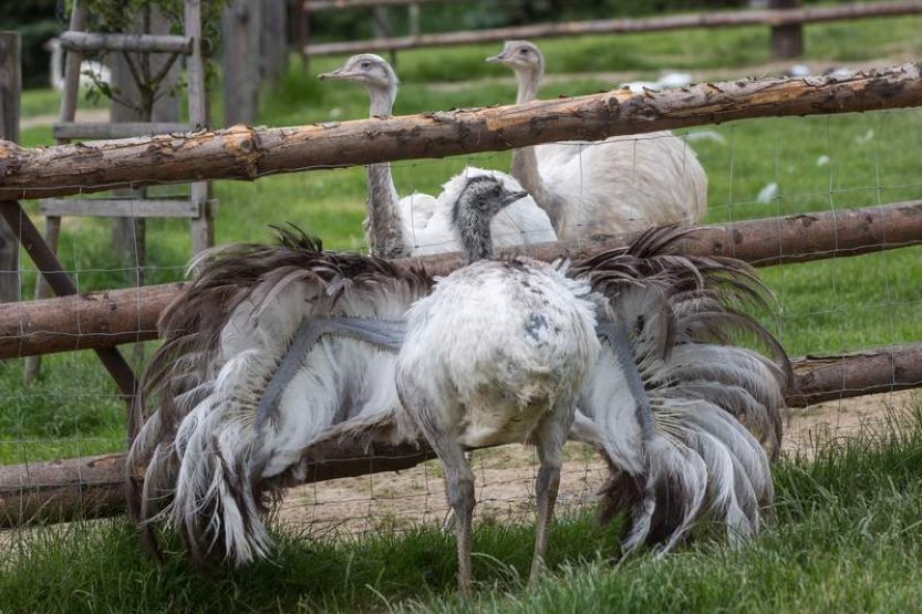 Na Jindřichohradecku se pohybuje bílý pštros, který utekl z chovu