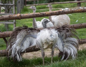 Na Jindřichohradecku se pohybuje bílý pštros, který utekl z chovu