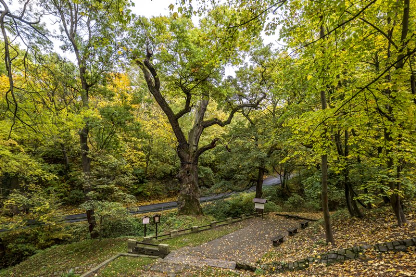 Stromem roku 2025 v ČR se stal Oldřichův dub z Peruce na Lounsku