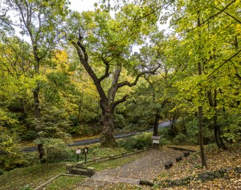 Stromem roku 2025 v ČR se stal Oldřichův dub z Peruce na Lounsku