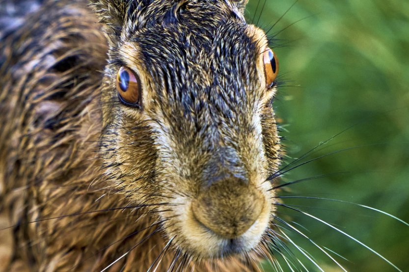 Počet zajíců v ČR nevzroste podle myslivců bez spolupráce se zemědělci