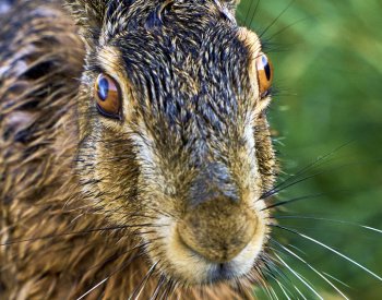 Počet zajíců v ČR nevzroste podle myslivců bez spolupráce se zemědělci