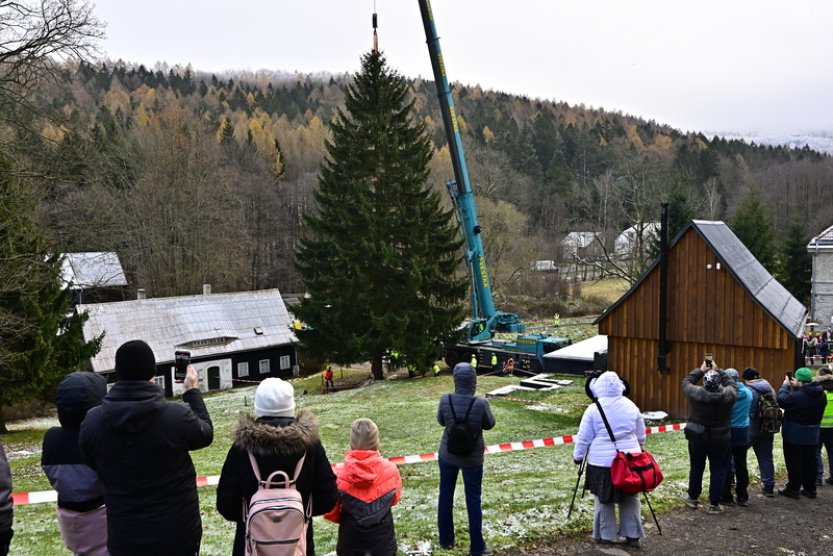 Vánoční strom pro Staroměstské náměstí uřízli dřevorubci v Jiřetíně pod Jedlovou