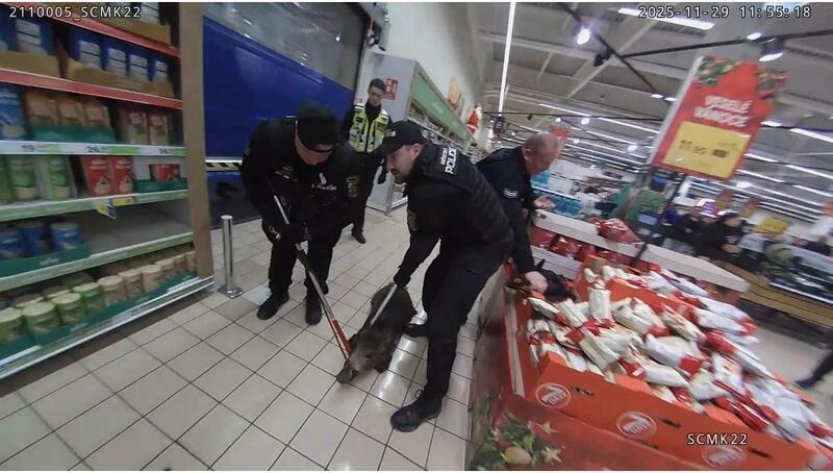 V plzeňském hypermarketu odchytili policisté se strážníky divoké prase