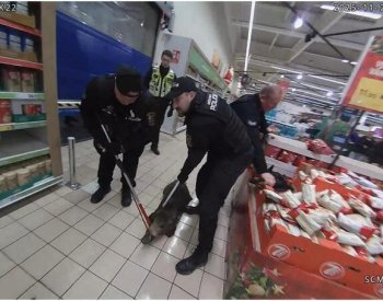 V plzeňském hypermarketu odchytili policisté se strážníky divoké prase