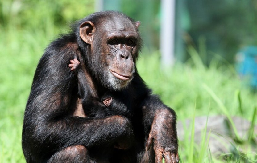 V ostravské zoo se narodilo mládě šimpanze hornoguinejského