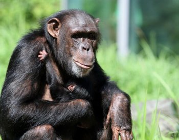 V ostravské zoo se narodilo mládě šimpanze hornoguinejského
