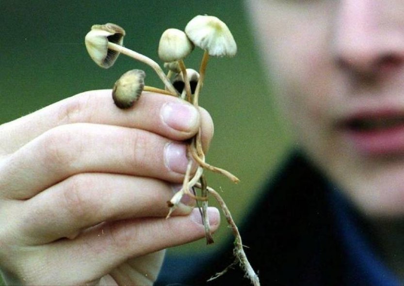 Vybraní lékaři budou moci od ledna předepsat psilocybin pacientům s depresí
