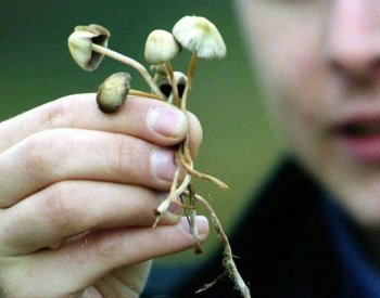 Vybraní lékaři budou moci od ledna předepsat psilocybin pacientům s depresí