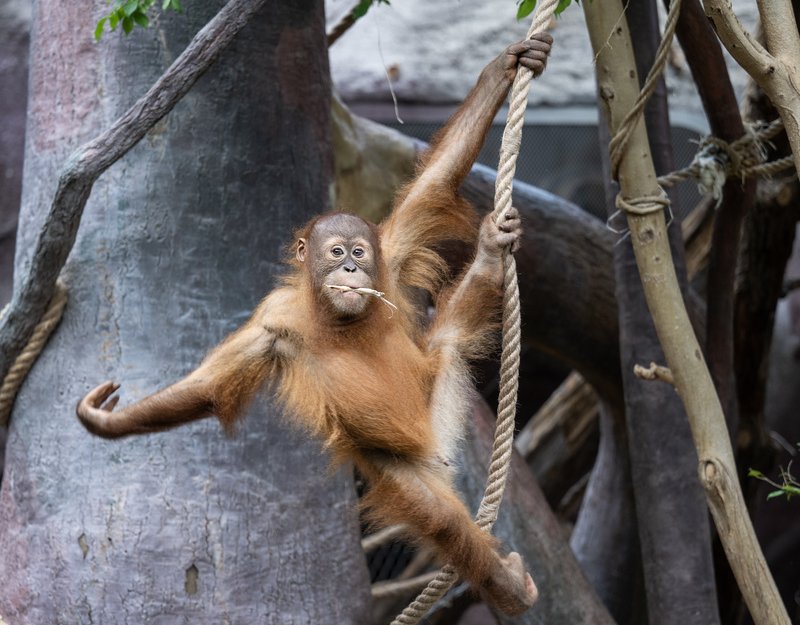 V pražské zoo zahynul orangutan, spadl z lana do vody a utopil se