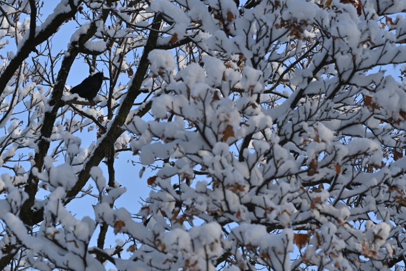 Na Štědrý den může v Česku nasněžit i v nižších polohách