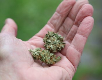 Odedneška platí mírnější pravidla pro držitele konopí či neplatiče výživného