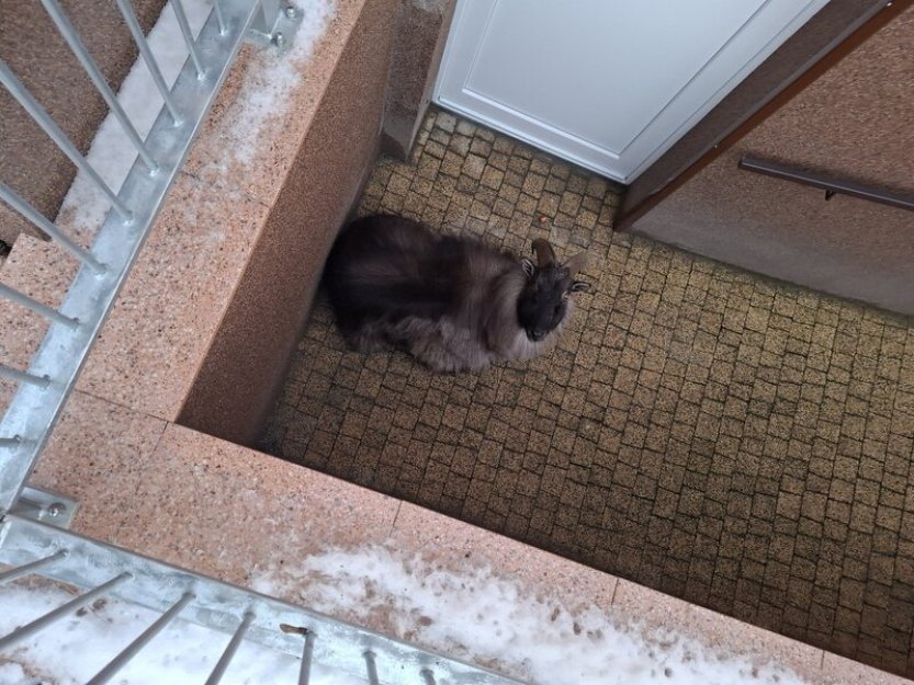 Exotická koza se po týdnech toulání našla ve sklepě paneláku v Jeseníku