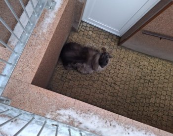 Exotická koza se po týdnech toulání našla ve sklepě paneláku v Jeseníku