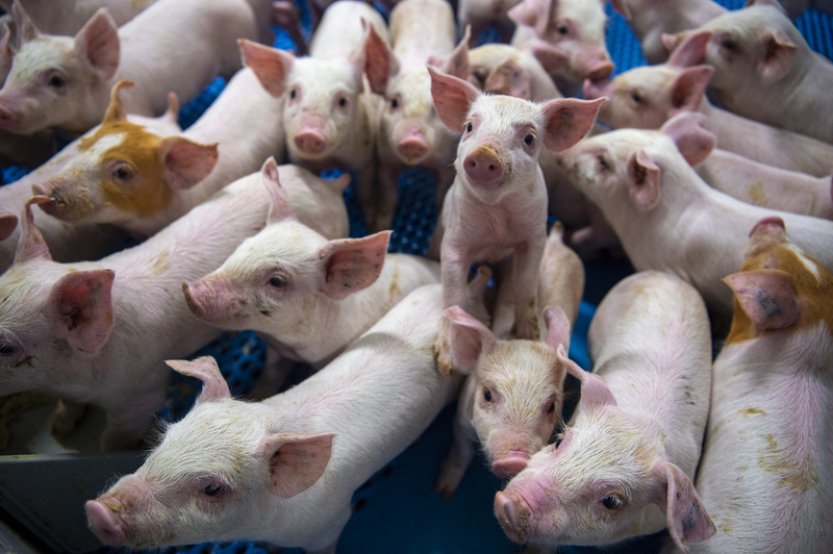 Veterináři: Česko je po třech letech znovu zemí bez afrického moru prasat