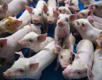 Veterináři: Česko je po třech letech znovu zemí bez afrického moru prasat