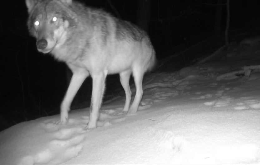 Ochránci přírody v CHKO Moravský kras poprvé zaznamenali vlka