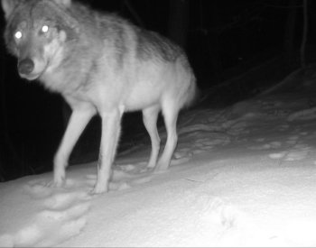 Ochránci přírody v CHKO Moravský kras poprvé zaznamenali vlka
