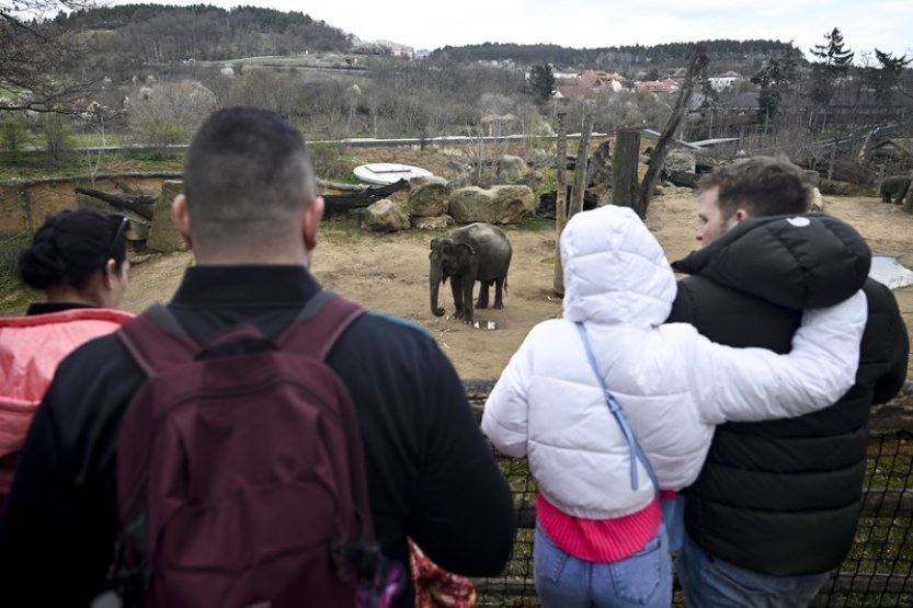 Komise a rada města by dnes měly vybrat nového ředitele pražské zoo