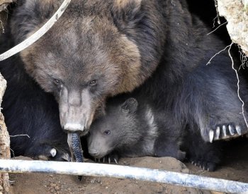 Zoo Brno přišla o medvědici Kamčatku, dožila se 33 let