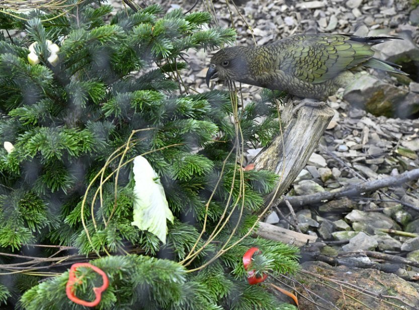 U uhynulých ptáků v pražské zoo byla potvrzena ptačí chřipka