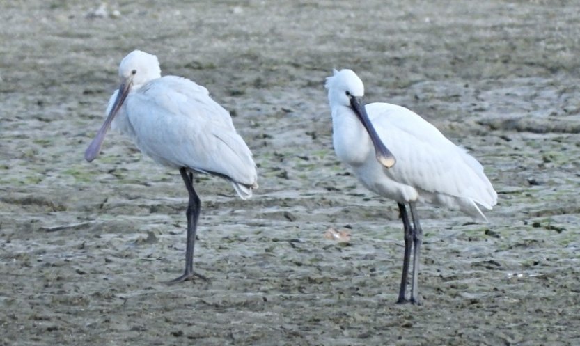 Na střední Moravě letos zimují kolpík bílý a labuť zpěvná, je to rarita