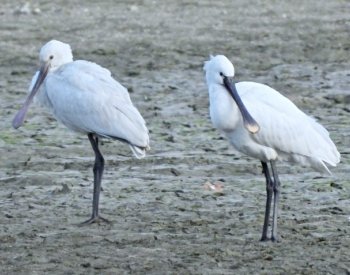 Na střední Moravě letos zimují kolpík bílý a labuť zpěvná, je to rarita